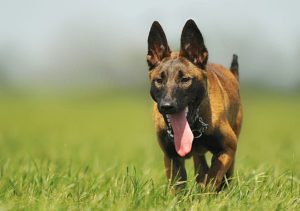 Dog Training Bloomington IN, We offer Dog training classes and in home